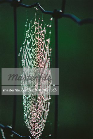 Close-Up of Spider Web Reporoa, North Island New Zealand