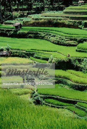 Hütten auf terrassenförmig angelegten Reis Reisfelder Bali, Indonesien