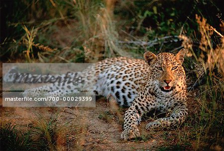 Leopard Sabi Sands Game Reserve, Eastern Transvaal, South Africa