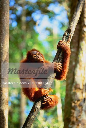 Orangutan Climbing Tree Sarawak, Malaysia