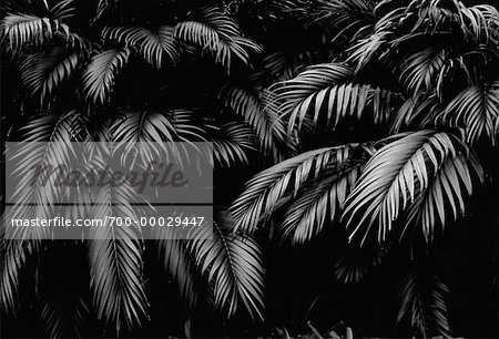 Close-Up of Palm Trees