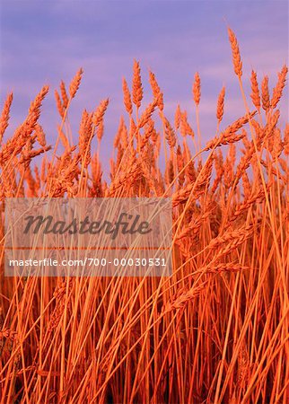 Gros plan du blé champ (Alberta), Canada