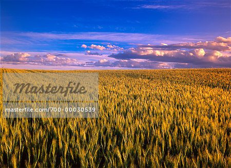 Barley Field Airdrie, Alberta, Canada