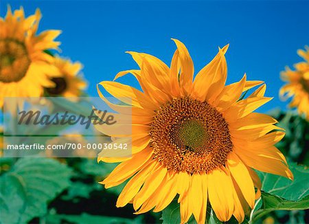 Close-Up of Sunflowers Bow Island, Alberta, Canada