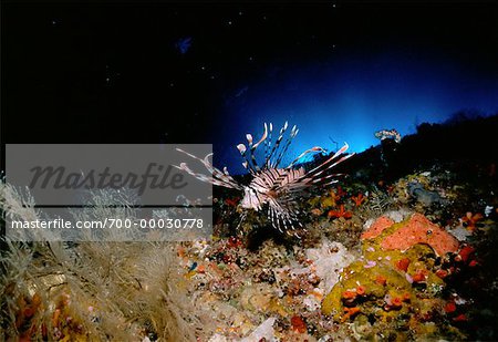 Underwater View of Lionfish Republic of Palau, Micronesia
