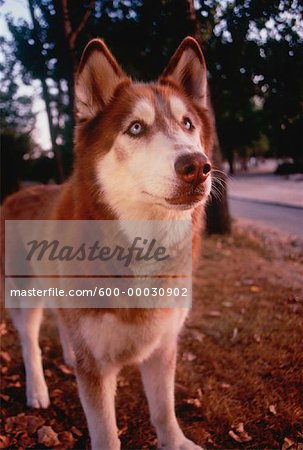 Portrait de Husky Outdoors