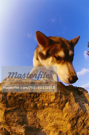 Portrait de Husky sur Rock