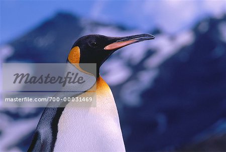 Roi manchot Royal Bay, Antarctique de Géorgie du Sud