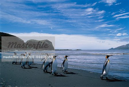 King Penguins Royal Bay South Georgia, Antarctica