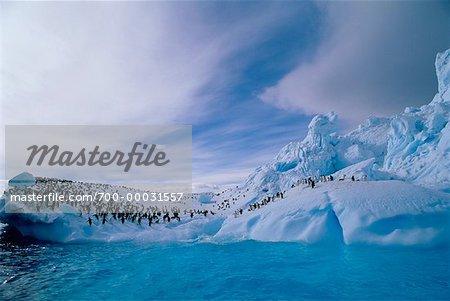 Manchots Adélie sur Iceberg Paulette Island, Antarctica