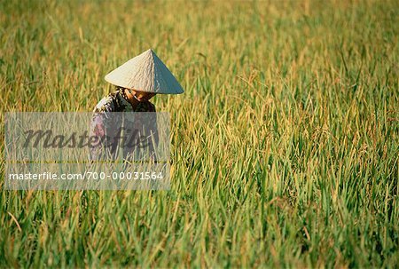 Femme en champ de riz Mekong Delta, Vietnam