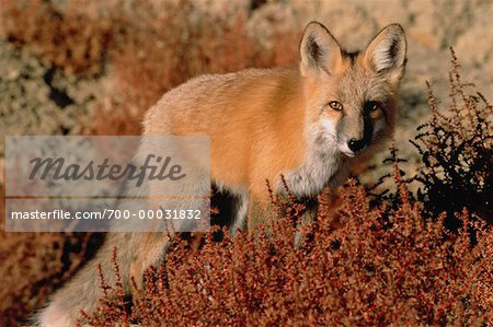 Portrait of Red Fox Alberta, Canada