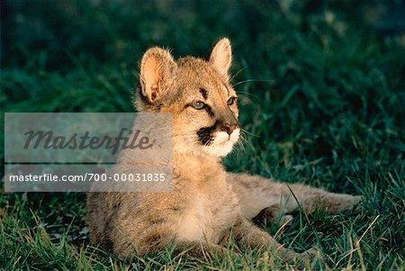 Portrait of Cougar Kitten Alberta, Canada