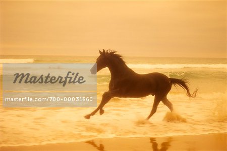 Horse Running on Beach at Sunset