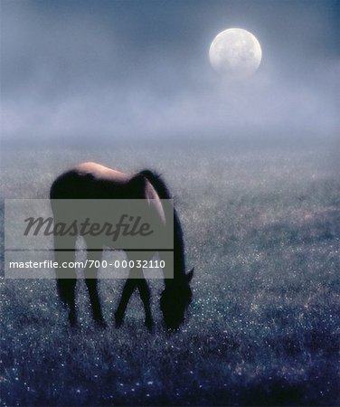 Horse Grazing in Field at Night With Full Moon