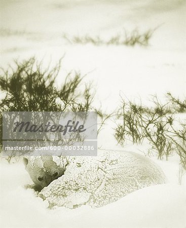 Ours polaire couché dans la neige
