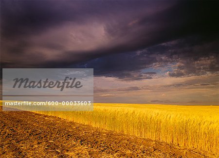 Champ d'orge au crépuscule près de Leader, Saskatchewan, Canada