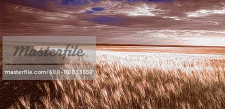 Barley Field Saskatchewan, Canada