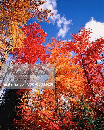Regardant vers le haut des arbres en automne Gatuneau Hills, Québec, Canada