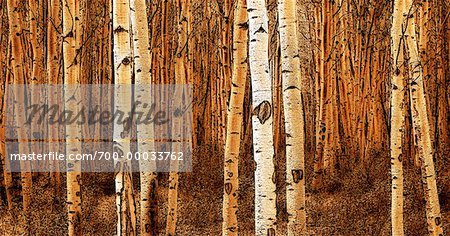 Forêt de peuplier faux-tremble en automne (Alberta), Canada