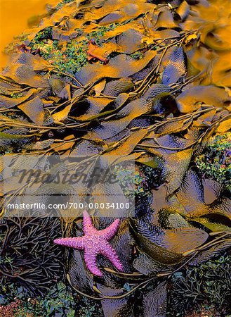 Seesterne und Kelp, Rose Inlet Gwaii Haanas Nationalpark Queen Charlotte Inseln Britisch-Kolumbien, Kanada