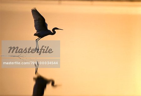 Aigrette au coucher du soleil Bahamas, Etats-Unis