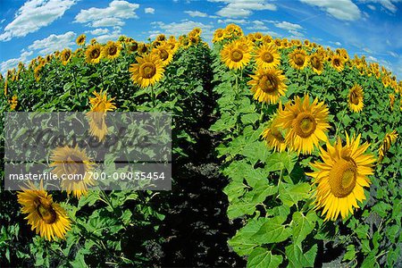 Sunflower Field Beausejour, Manitoba, Canada