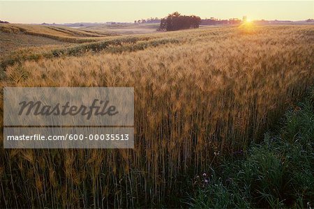 Barley Field at Sunrise Alberta, Canada