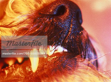 Gros plan de la bouche et des dents de Wheaten Terrier