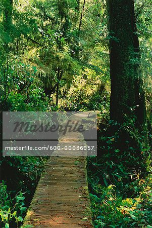 Chemin à travers la forêt, Parc National Pacific Rim, Vancouver Island (Colombie-Britannique), Canada