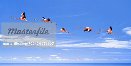 Flamingoes in Flight