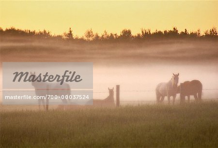 Pferde bei Sonnenaufgang in der Nähe von Sherwood Park, Alberta Kanada