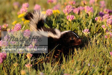 Striped Skunk in Flowers Alberta, Canada