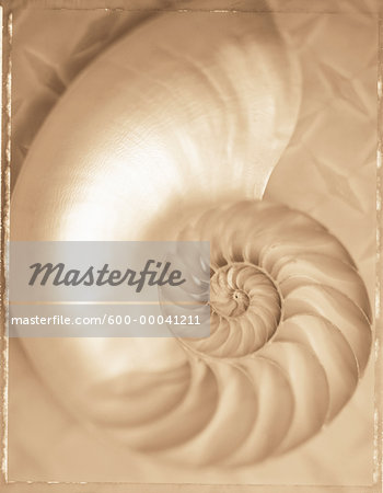Close-Up of Nautilus Shell Close-Up of Nautilus Shell