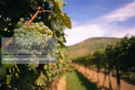Vineyard Austria