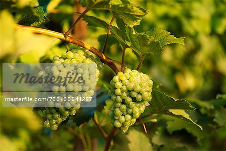 Close-Up of Grapes on Vine Austria