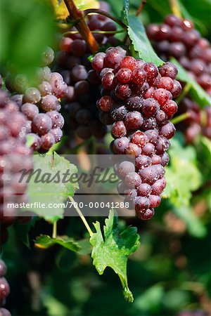 Close-Up of Grapes on Vine Austria