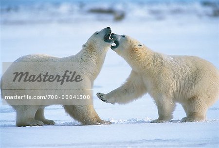 Eisbären, Küste der Hudson Bay Churchill, Manitoba, Kanada