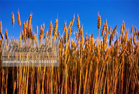 Gros plan du champ de blé High River, Alberta, Canada