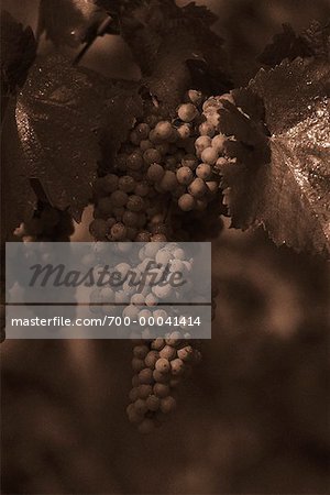 Close-Up of Grapes on Vine Austria