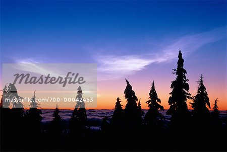 Conifers and Clouds at Sunset Coast Mountains, British Columbia Canada