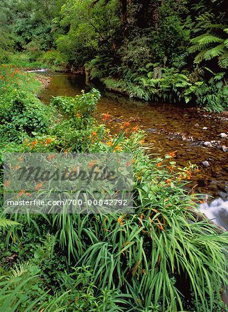 Tropical Rainforest and Stream Hunua Ranges Parkland North Island, New Zealand