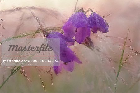 Nahaufnahme der Glockenblume in Dew in der Nähe von Edmonton, Alberta, Kanada