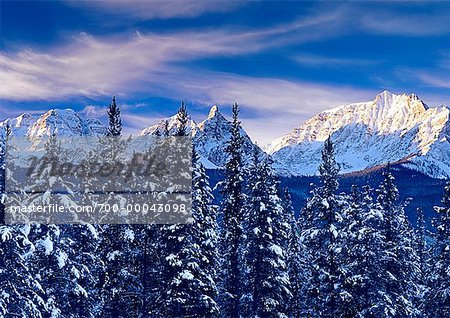 Chute de neige fraîche sur les arbres et les montagnes, le Parc National Banff, Alberta, Canada