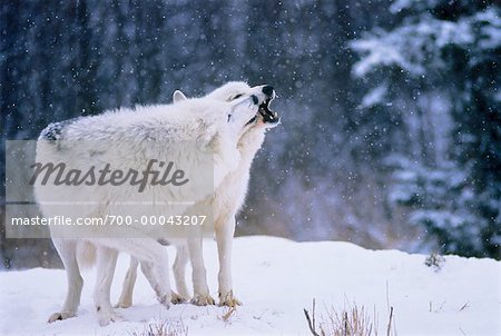 Loup arctique en hiver