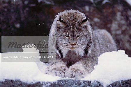 Lynx in Winter