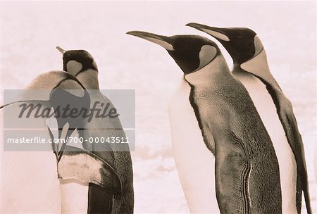 King Penguins île de la Géorgie du Sud, Antarctique