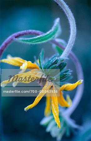 Close-Up of Brown-Eyed Susan With Frost Shampers Bluff, New Brunswick Canada