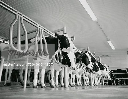 Vaches à la ferme laitière