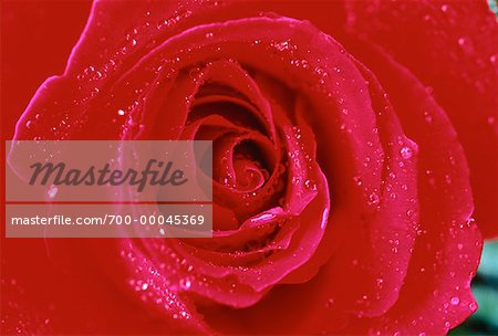 Close-Up of Red Rose with Water Drops